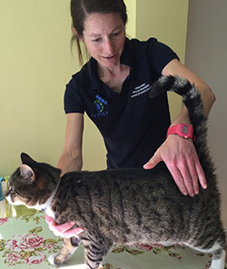 Fiona Buchanan treating a cat